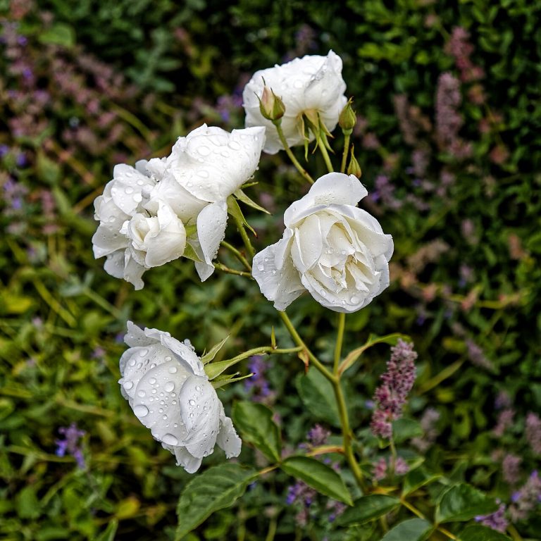 Rosa blanca