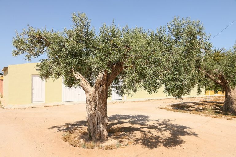 Olivo en Andalucía