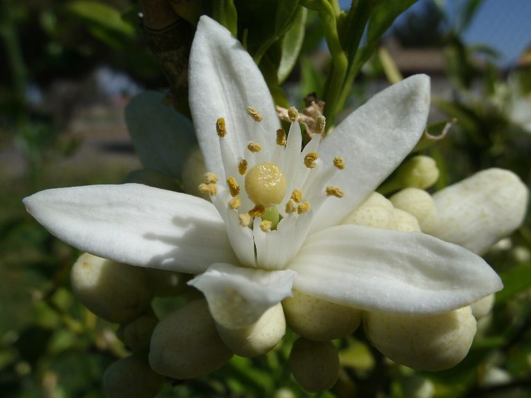 Flor de azahar